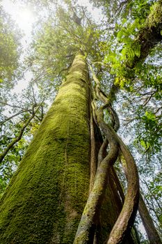 Hugh tree in a rain forest in Chiangmai, Thailand. Environment conservation concept.