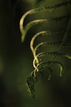 Silhouette leaves fern in the forest, reflecting the sun