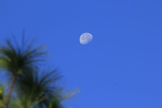 Moon lonely sky. Day time striking in the sky.