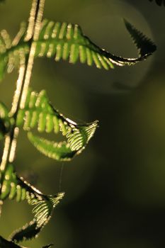 Silhouette leaves fern in the forest, reflecting the sun