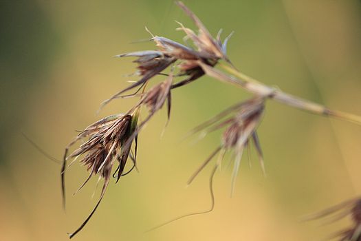 Summer meadows are dry  in nature