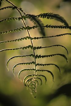Silhouette leaves fern in the forest, reflecting the sun