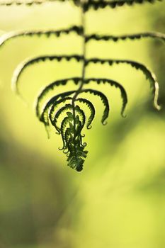 Silhouette leaves fern in the forest, reflecting the sun