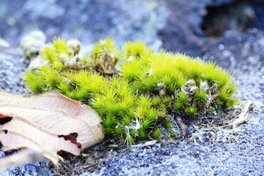 Moss green along the rock  in nature