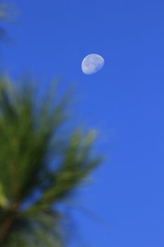 Moon lonely sky. Day time striking in the sky.