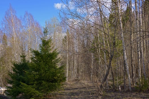 The tops of the trees in the mixed forest against the background of blue sky with white clouds in the spring.