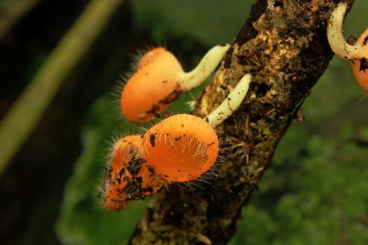 Champagne orange mushrooms on the branches.