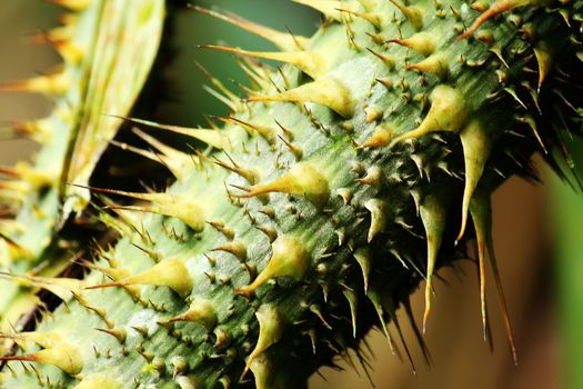 The spines of the trees are sharp along the trunk