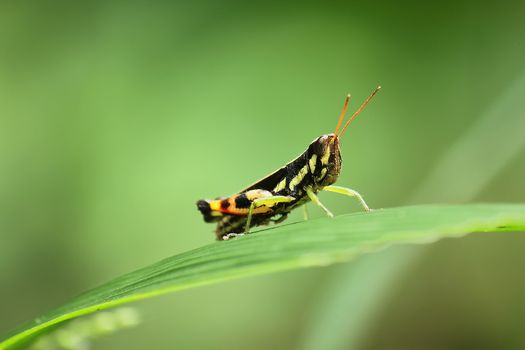 Black grasshopper on leaf in nature