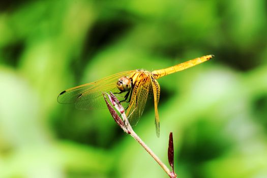 Dragonfly on yellow wings on a branch