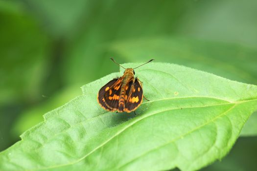 The Zigzag-banded Dart on a leaf is a small, mid-day butterfly.