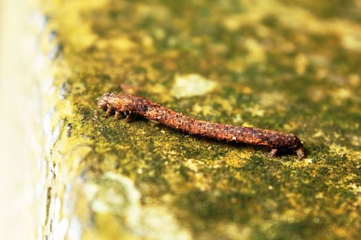 Brown butterfly caterpillar on the ground