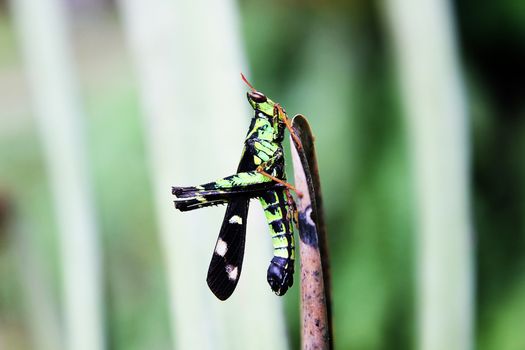 Black grasshopper on leaf