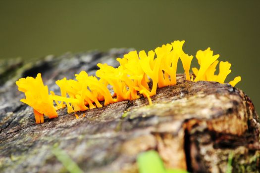 Yellow fungus on the log