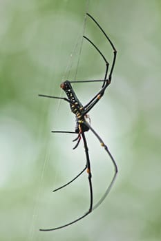 Giant Long-jawed Orb-weaver in the forest is a large spider.