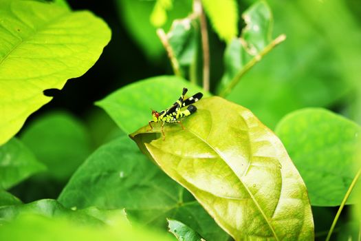 Black grasshopper on leaf