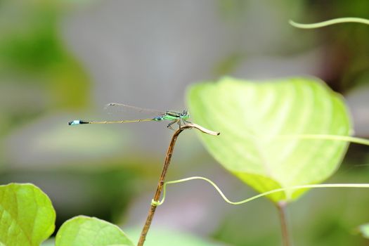 Blue dragonfly on the branch