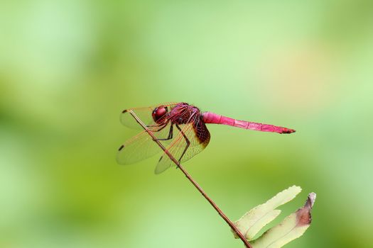 Red-winged dragonfly on a branch