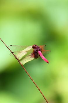 Red-winged dragonfly on a branch