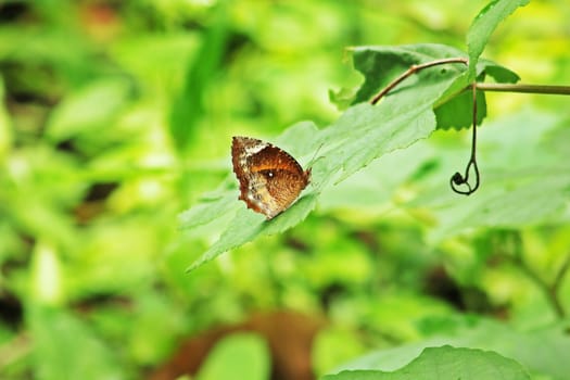 Elymnias hypermnestra on the leaf is a satyrine butterfly species found in South Asia and Southeast Asia.