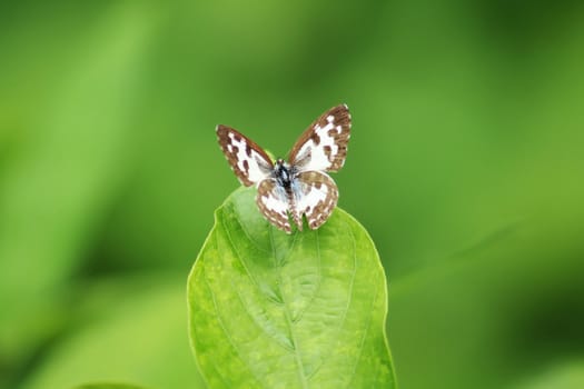 The Common Pierrot Castalius rosimon rosimon Fabricius