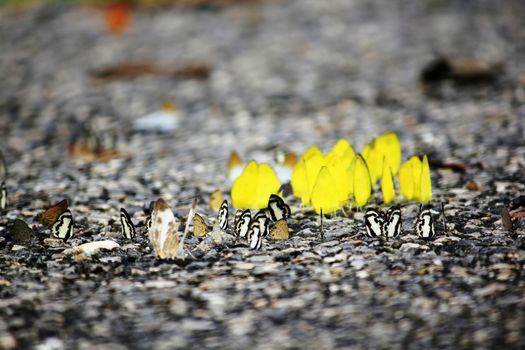 Eurema simulatrix sarinoides on the ground