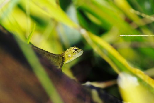 Yellow lizards on the leaves Looking for prey