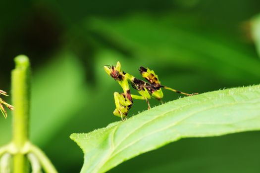 Grasshopper Creobroter gemmatus  on the leaves green in nature