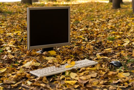 The monitor from the computer is on the autumn yellow foliage in the yard on the street