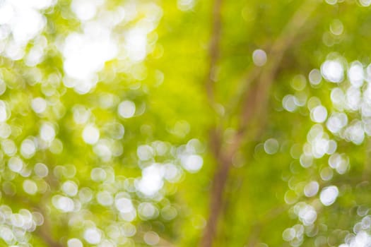 abstract blur bokeh light of tree for background