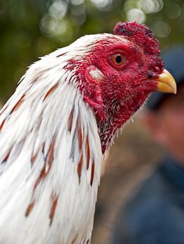 Thai white chicken with red head at chicken farm