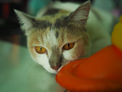 A white cat with yellow eyes is staring at something while lying.