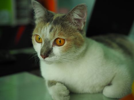 A white cat with yellow eyes is staring at something while lying.