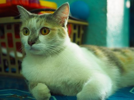 A white cat with yellow eyes is staring at something while lying.