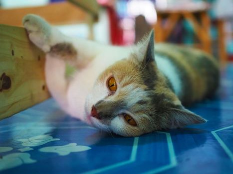 White cats with yellow eyes are staring at something. While lying and resting on a wooden chair leg