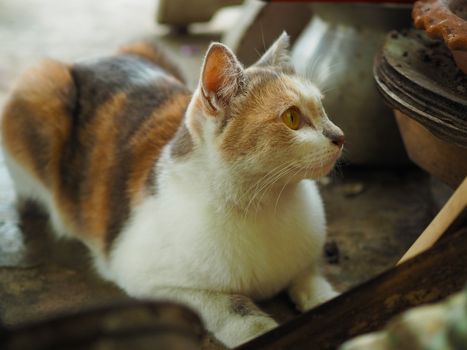 White and brown cats with yellow eyes are staring at something.