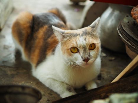 White cats with yellow eyes are staring at something in front of them.