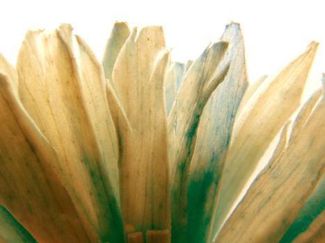 Backlit macro shot photo of a dried fake colored paper flower