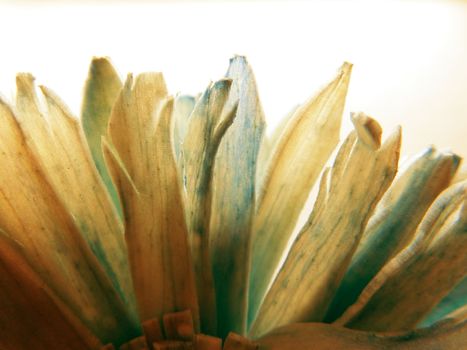 Backlit macro shot photo of a dried fake colored paper flower