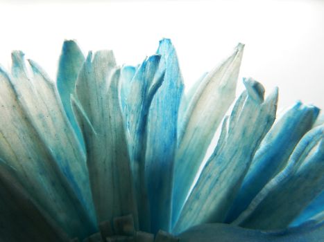 Backlit macro shot photo of a dried fake colored paper flower