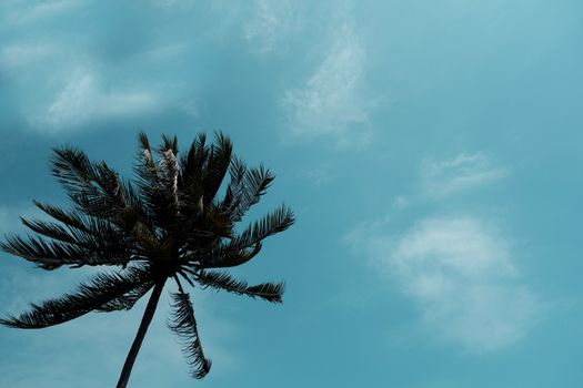 coconut tree at tropical coast with blue sky                                                          