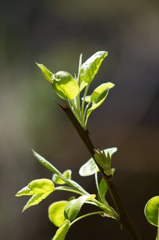 Pear tree branch with shoots of leaves illuminated by the sun