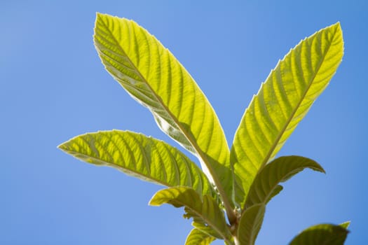 Close up of leaves in backlight of medlar tree on background blue sky