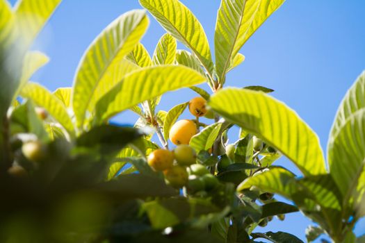 Group of almost ripe loquats fruits on the tree among the leaves in the background blue sky