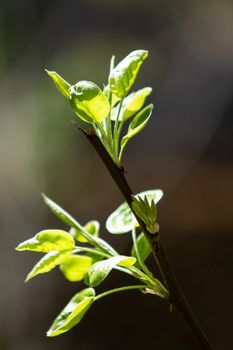 Pear tree branch with shoots of leaves illuminated by the sun