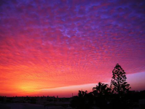 Impressive but real sunset with incredible colors, from violet to blue to yellow, in the sky of Costa Teguise in Lanzarote, Canary Islands with the silhouette of an Araucaria heterophylla tree in the foreground