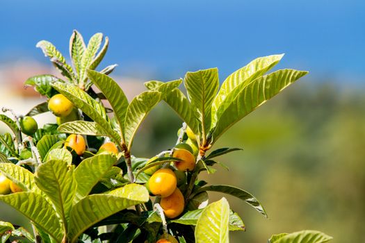 Group of almost ripe loquats fruits on the tree among the leaves in the background blue sky