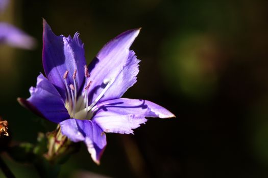 gentiana leptoclada The Blue Flower Chiang Dao is a native plant. Doi Luang, Chiang Dao, height 1,600 meters and up