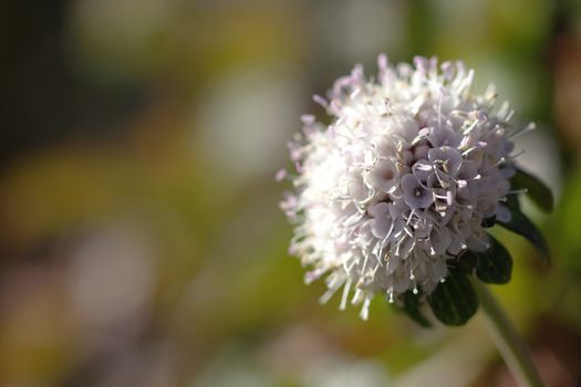 Scabiosa siamensis Craib. Herbaceous plant, 30-60 cm tall, with short stalks like a single rhizome, spreading around the base of the pie-shaped tree.