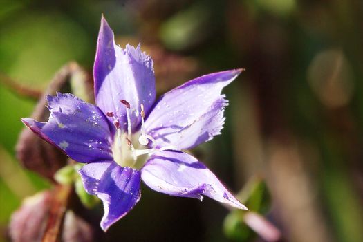 gentiana leptoclada The Blue Flower Chiang Dao is a native plant. Doi Luang, Chiang Dao, height 1,600 meters and up